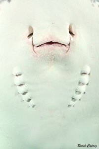 Smiley body by Raoul Caprez 
